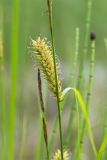 Carex rostrata. Часть побега с соплодием. Мурманская обл., Кандалакшский р-н, Княжегубское вдхр., сырой каменистый берег оз. Лопское. 07.07.2023.