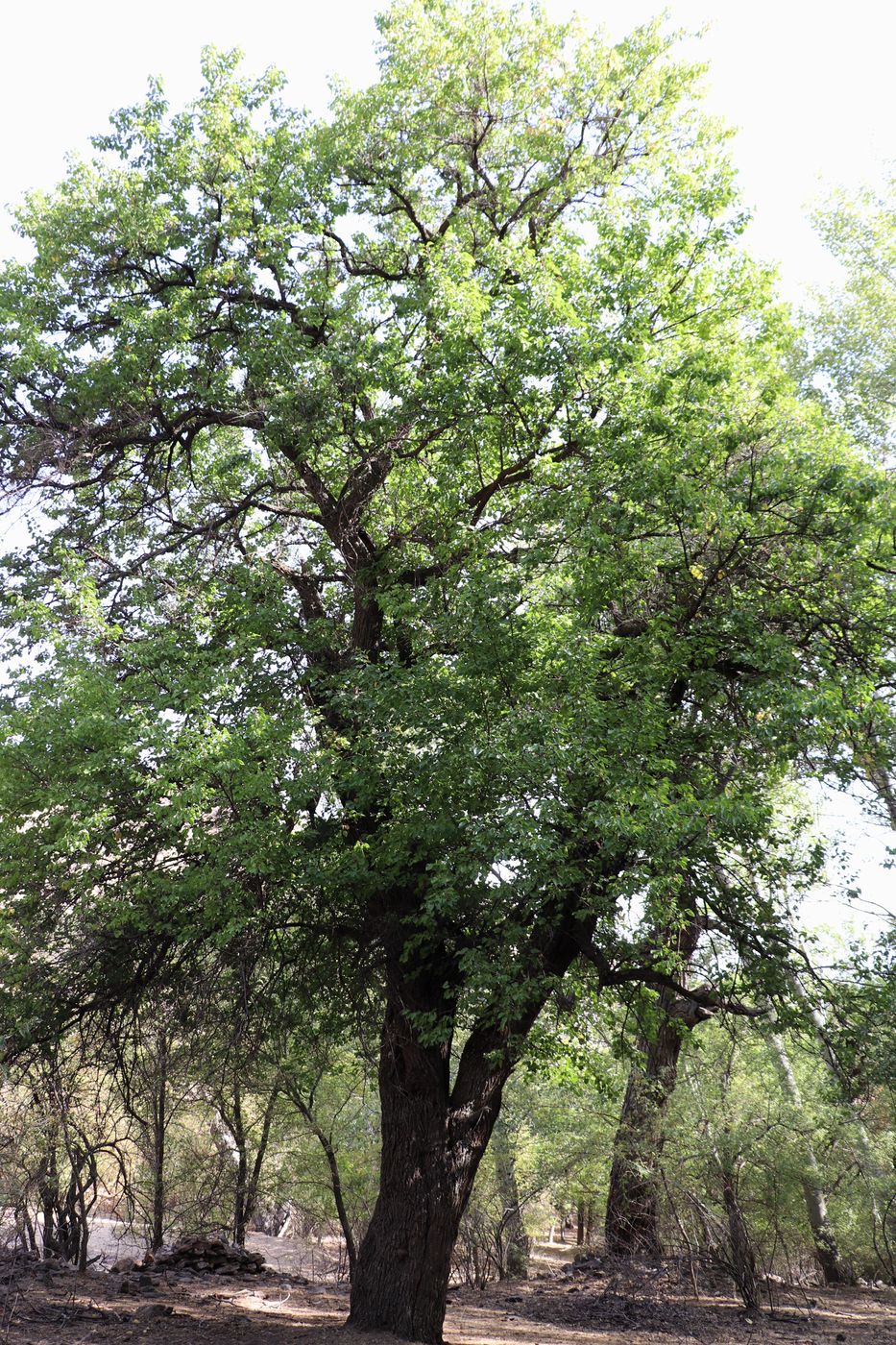 Image of Armeniaca vulgaris specimen.