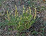 Ambrosia artemisiifolia