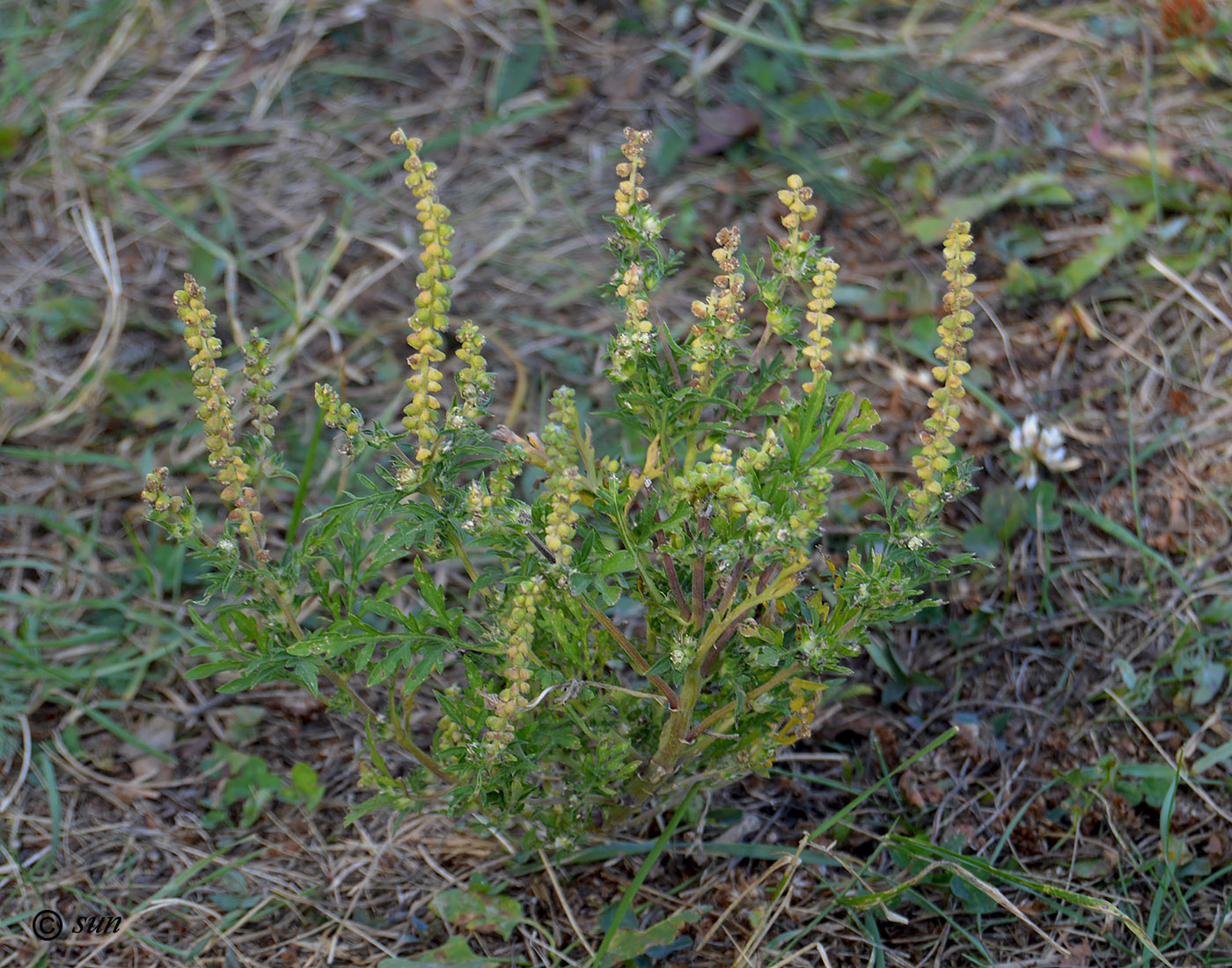 Изображение особи Ambrosia artemisiifolia.