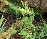 Polypodium vulgare. Вегетирующее растение под упавшим бетонным столбом. Ленинградская обл., г. Выборг, парк \"Папула\", переувлажнённое место на краю смешанного леса на гранитной горе. 08.10.2023.