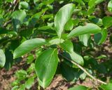 Populus suaveolens