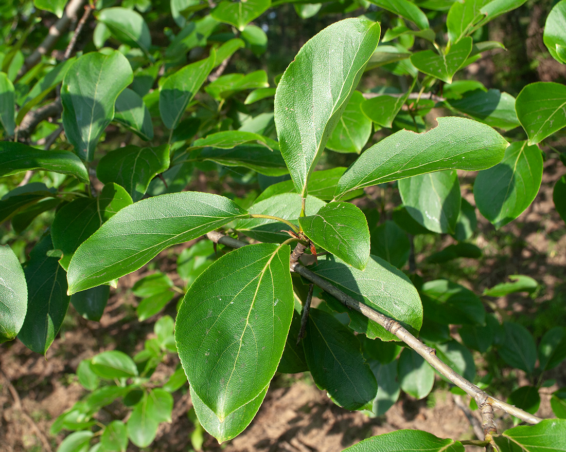 Изображение особи Populus suaveolens.