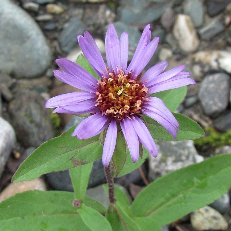 Изображение особи Aster sibiricus.