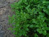Vaccinium myrtillus. Ветви с незрелыми плодами. Карелия, г. Сортавала, парк \"Ваккосалми\", под соснами. 15.06.2023.