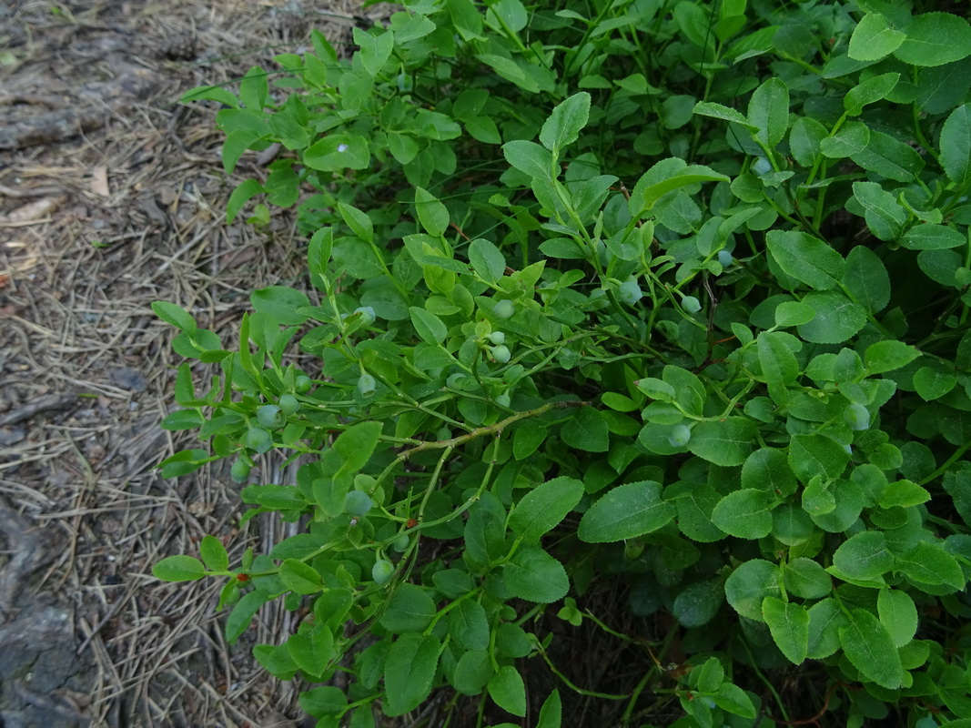 Image of Vaccinium myrtillus specimen.