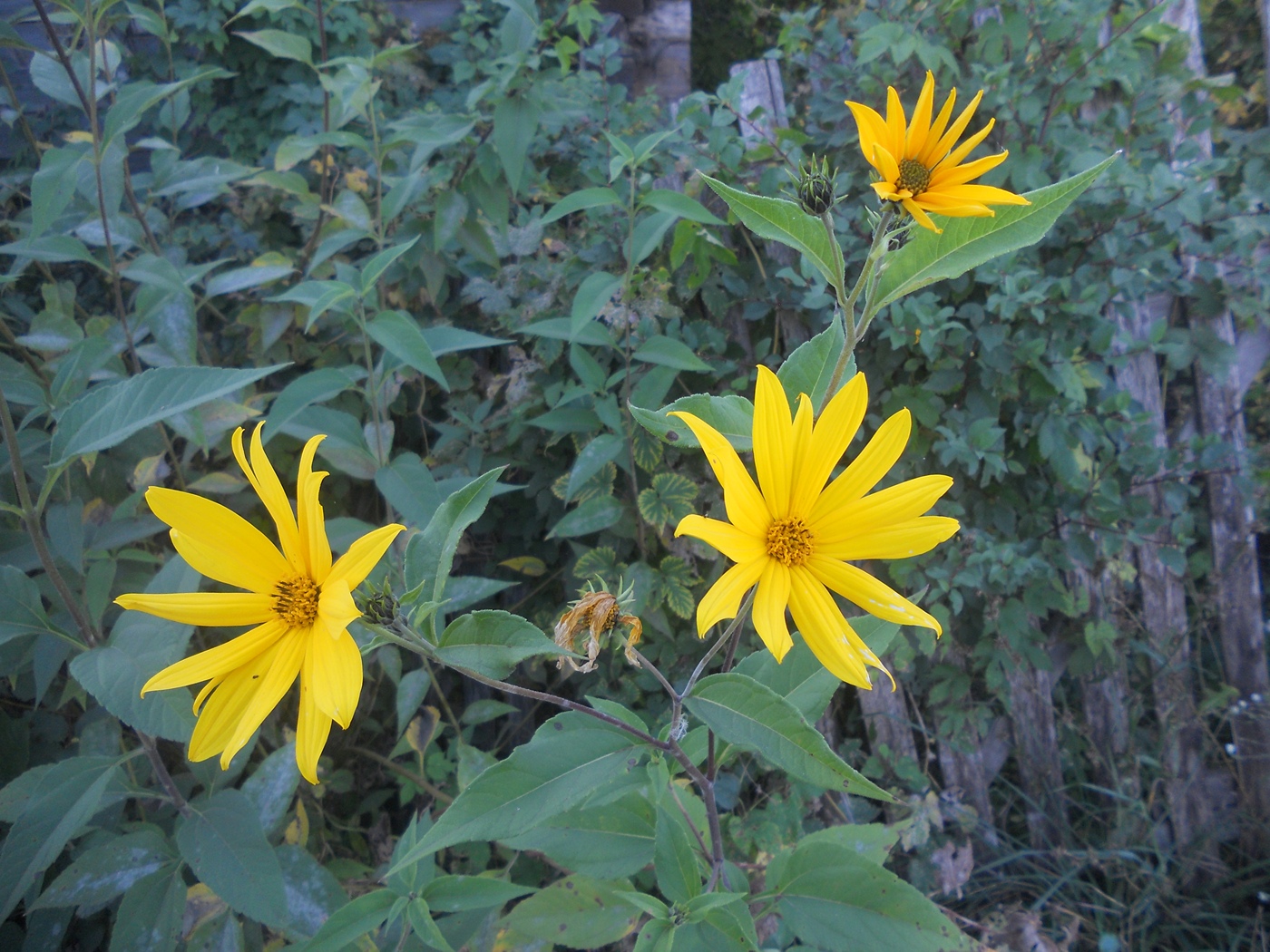 Изображение особи Helianthus tuberosus.