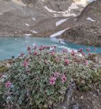 Potentilla divina. Цветущее растение. Карачаево-Черкесия, Карачаевский р-н, Большой Кавказ, ущелье Дорбунчат, западный скалистый берег Турьего (Доломитного) озера, ≈ 3090 м н.у.м., частично задернованный каменисто-щебнистый склон. 24.07.2023.