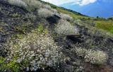 Pyrethrum glanduliferum. Цветущие растения. Чечня, Итум-Калинский р-н, окр. с. Ведучи, ≈ 1500 м н.у.м., осыпающийся щебнистый склон. 27.07.2022.