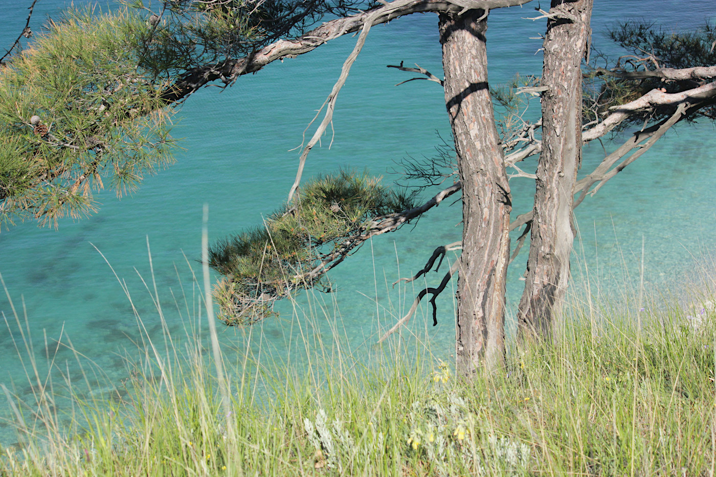 Image of Pinus pityusa specimen.