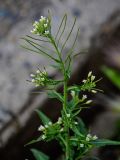 Arabis pendula