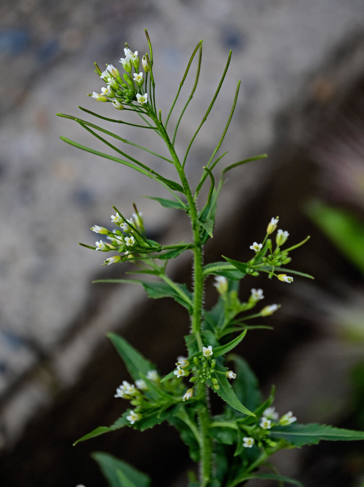 Image of Arabis pendula specimen.