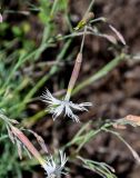 Dianthus acicularis