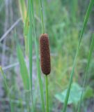 род Typha. Соплодие. Пермский край, Оханский р-н, Тулумбаихинское сельское поселение, Кунчурихинский бор, песчаный берег. 03.05.2023.