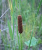 genus Typha. Соплодие. Пермский край, Оханский р-н, Тулумбаихинское сельское поселение, Кунчурихинский бор, песчаный берег. 03.05.2023.