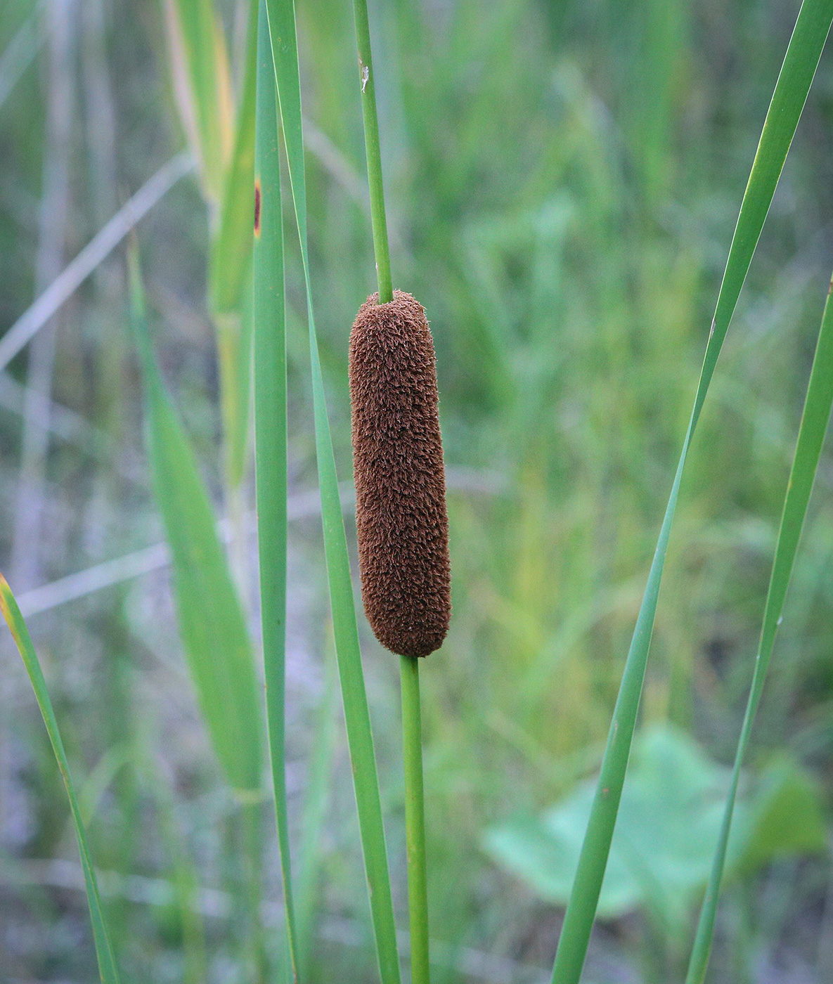 Изображение особи род Typha.