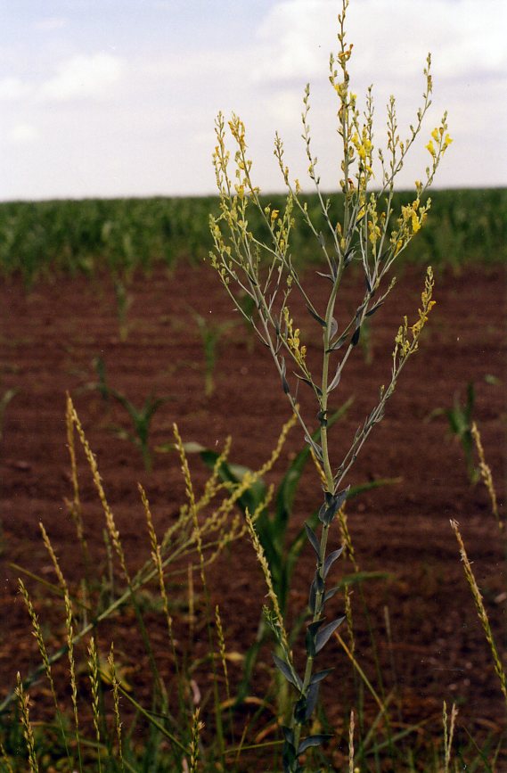 Image of Linaria genistifolia specimen.