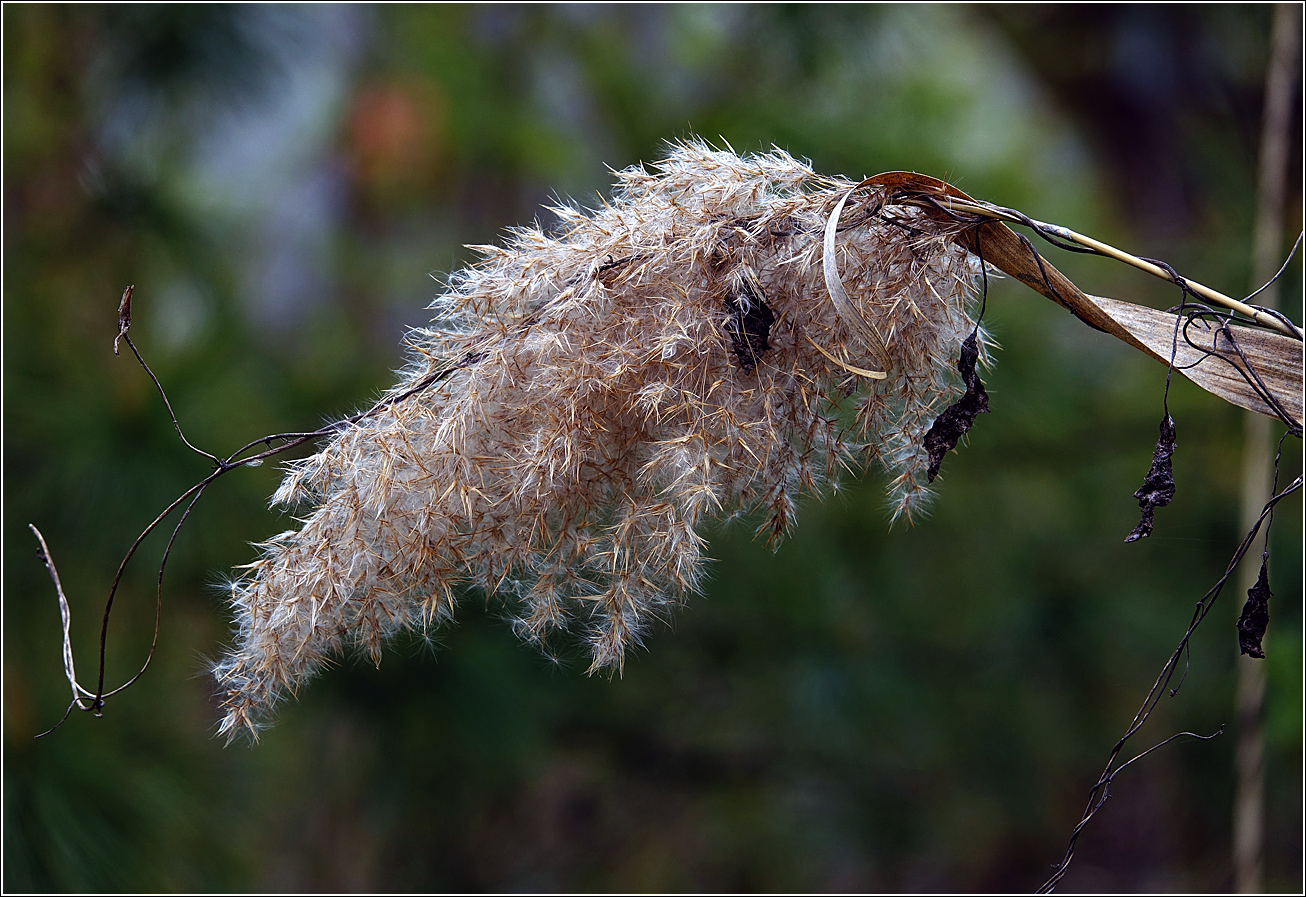 Изображение особи Phragmites australis.