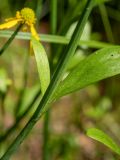 Ranunculus flammula