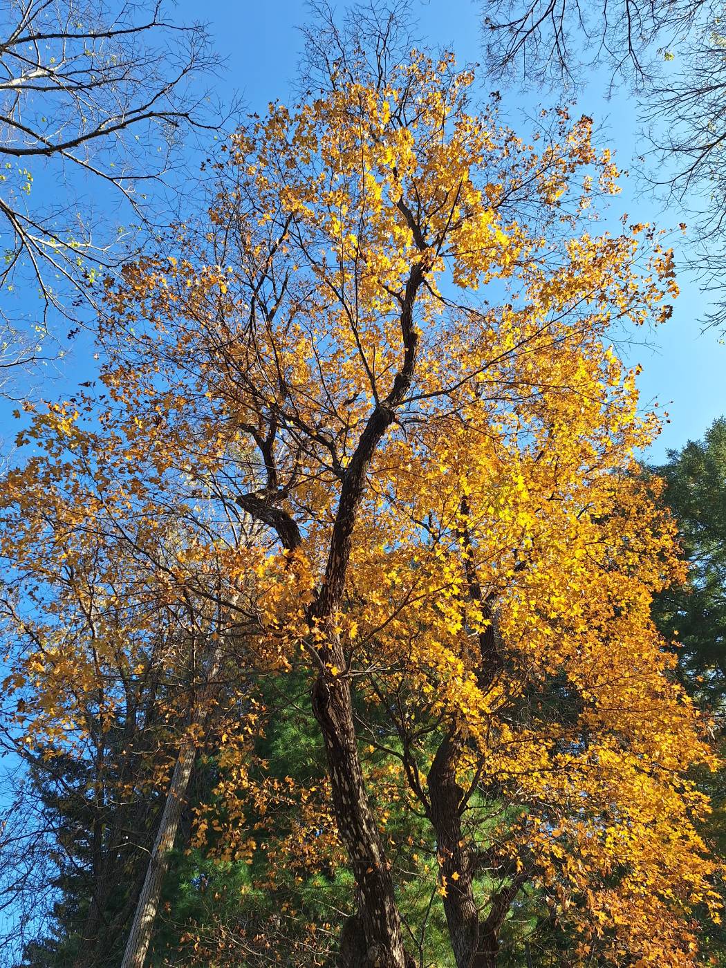 Image of Acer mono specimen.