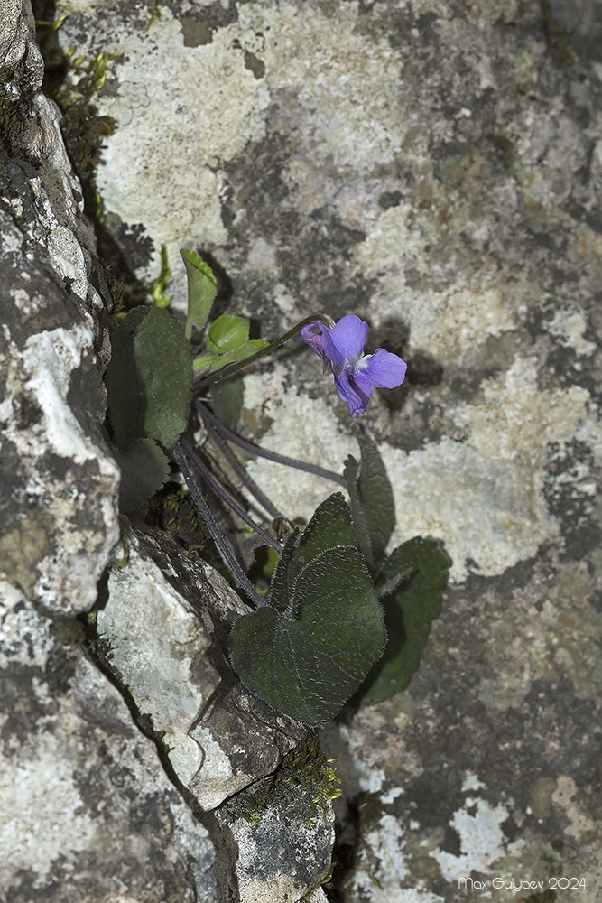 Image of Viola dehnhardtii specimen.