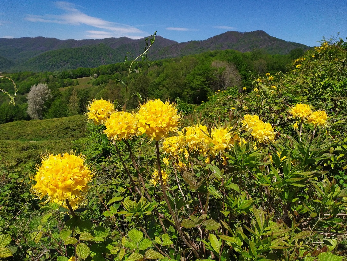 Image of Rhododendron luteum specimen.