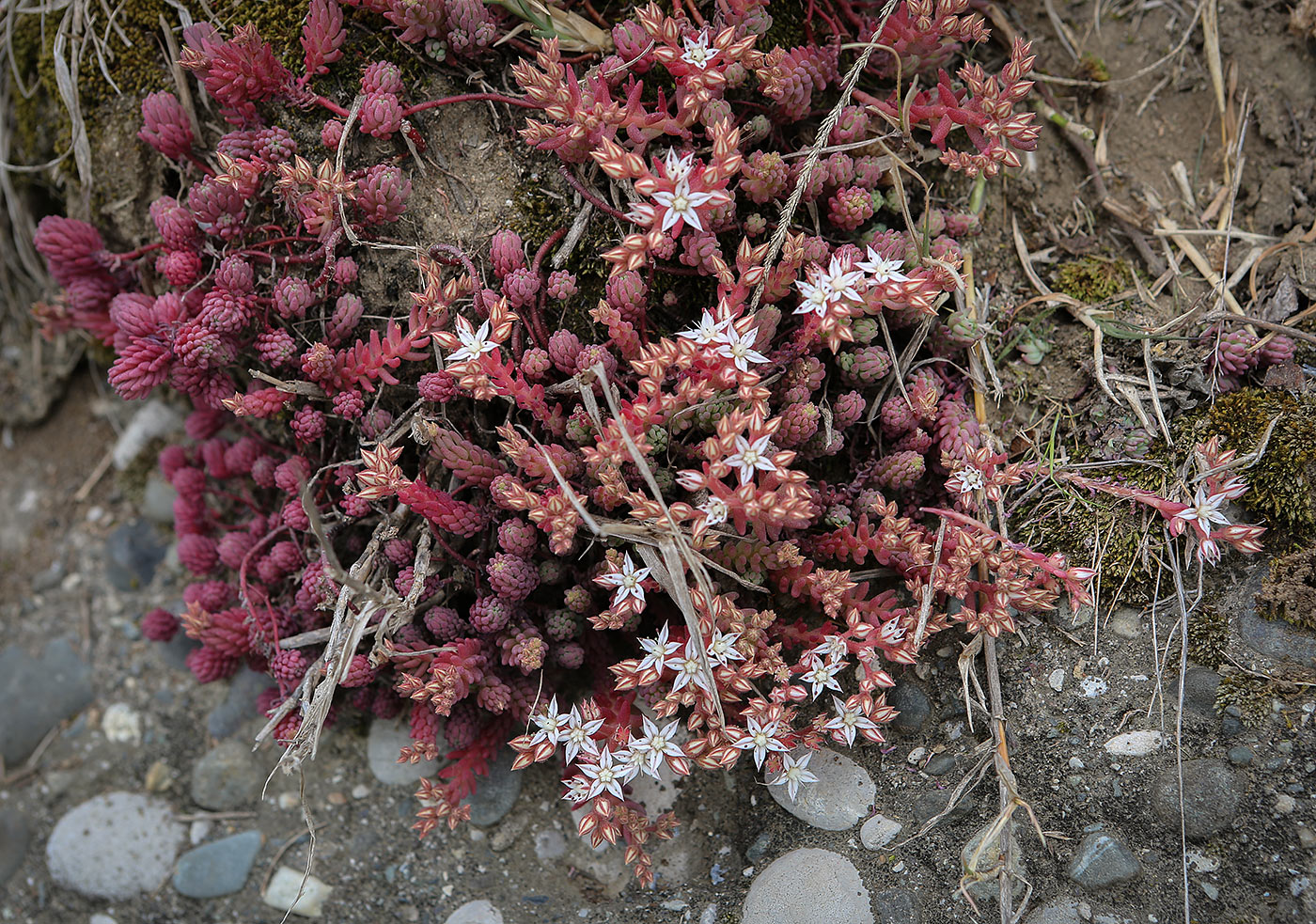 Изображение особи Sedum pallidum.