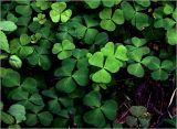 Oxalis acetosella