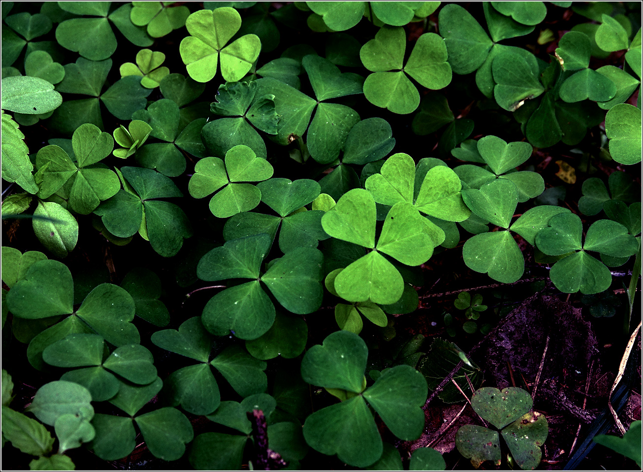 Image of Oxalis acetosella specimen.