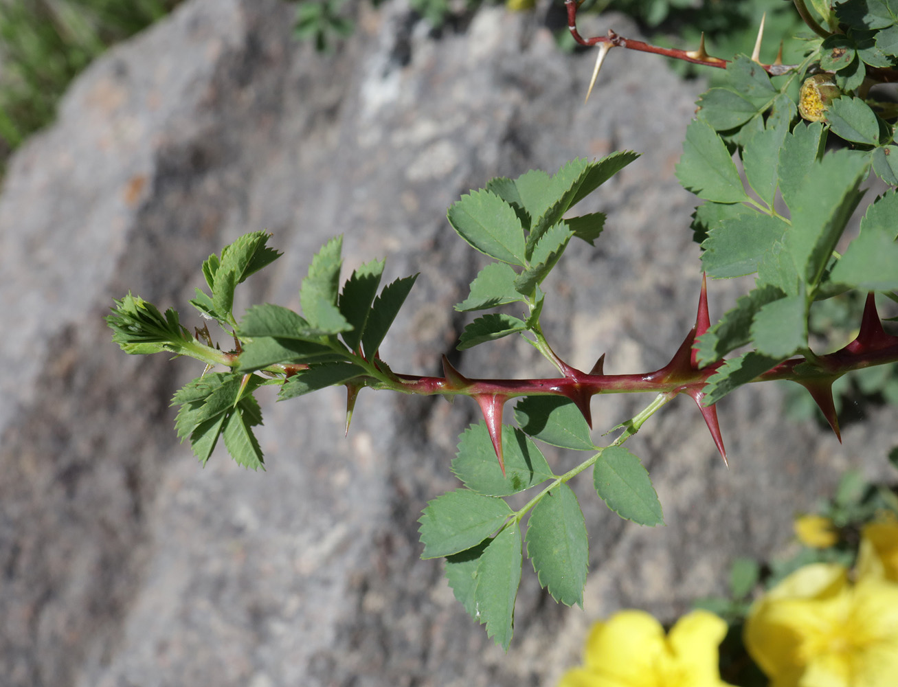 Image of Rosa platyacantha specimen.