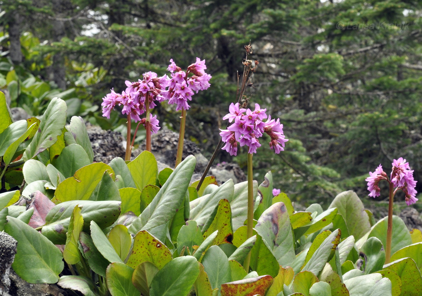 Изображение особи Bergenia pacifica.