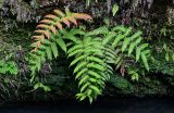 Woodwardia unigemmata