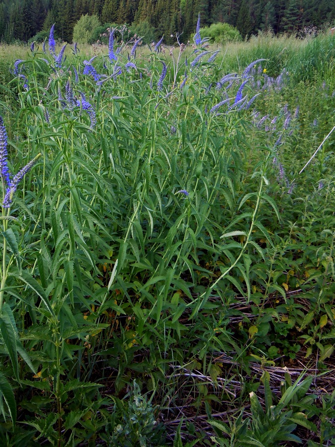 Изображение особи Veronica longifolia.