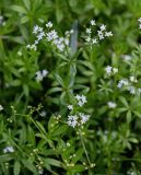 Galium rivale