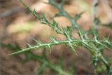 Echinops spinosissimus. Лист. Турция, пров. Анталья, р-н Кумлуджа, вдхр. Алакыр, высокий каменистый берег, сосновый лес (с Pinus brutia). 31.05.2024.
