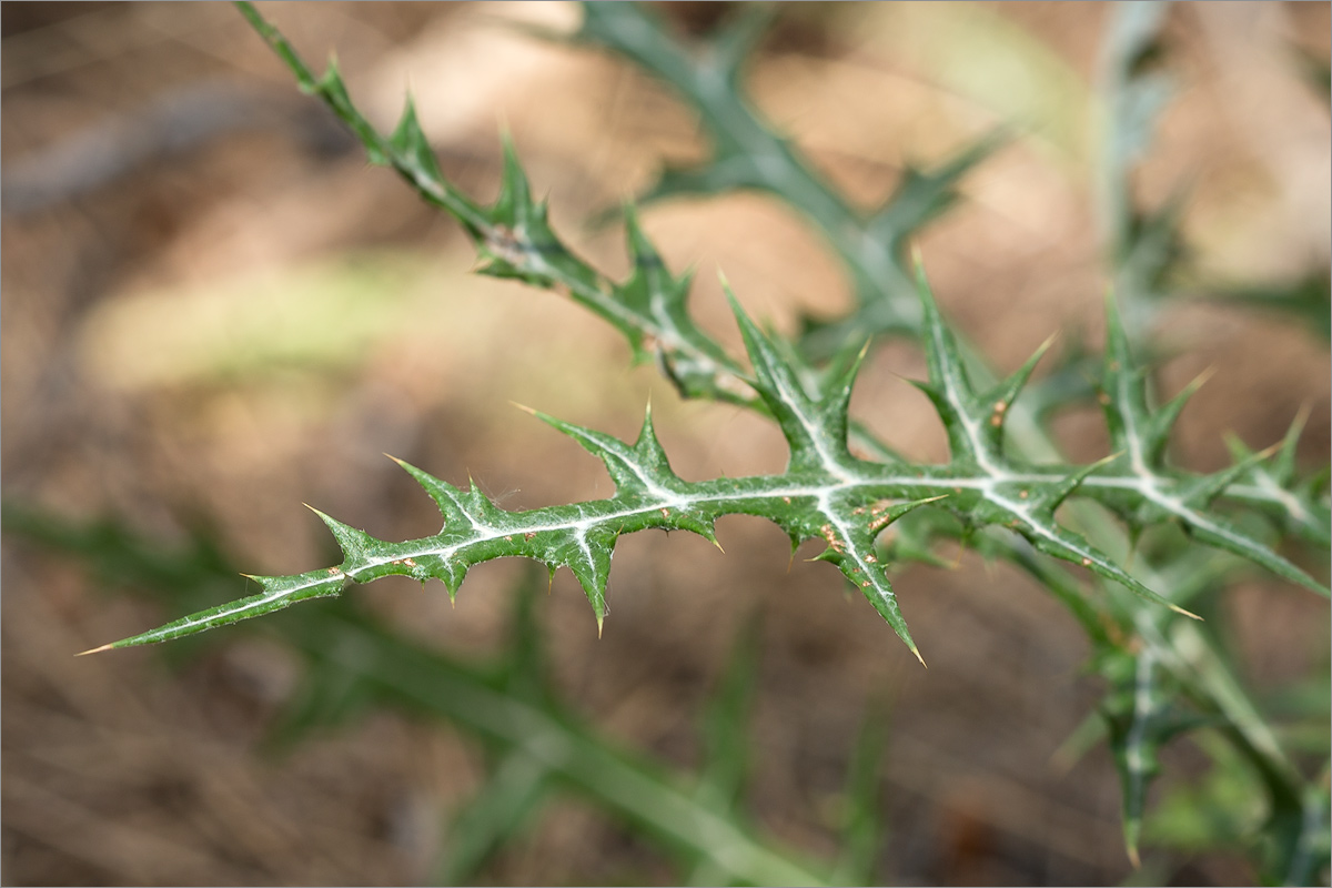 Image of Echinops spinosissimus specimen.