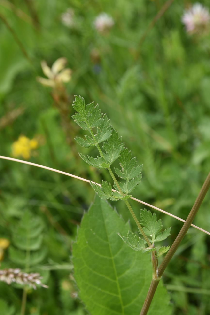 Image of familia Apiaceae specimen.