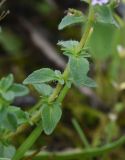 род Thymus