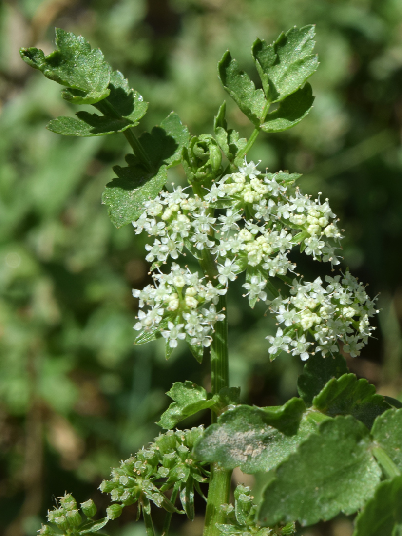 Изображение особи Apium nodiflorum.