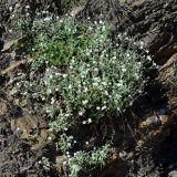 Cerastium dagestanicum
