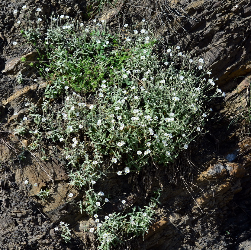 Изображение особи Cerastium dagestanicum.