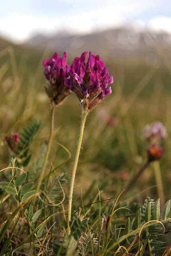 Image of familia Fabaceae specimen.