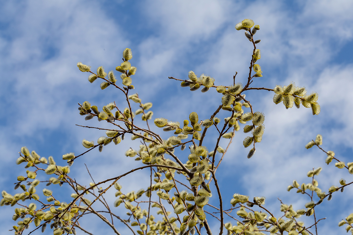 Image of Salix caprea specimen.
