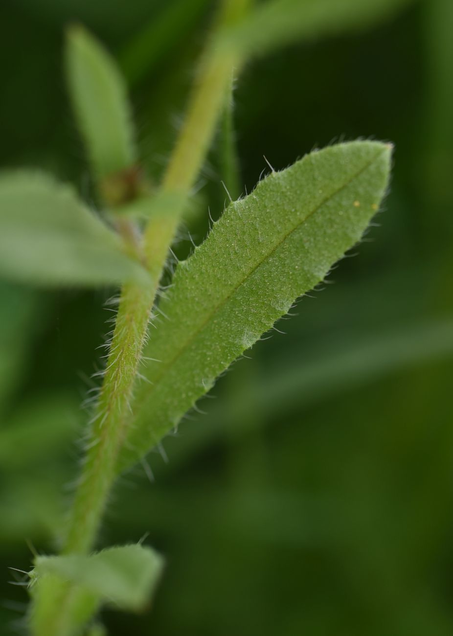 Image of genus Lycopsis specimen.