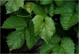 genus Vitis. Листья (сорт 'Неретинский'). Московская обл., Раменский р-н, окр. дер. Хрипань, садовый участок. 15.06.2025.