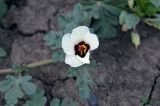 Hibiscus trionum
