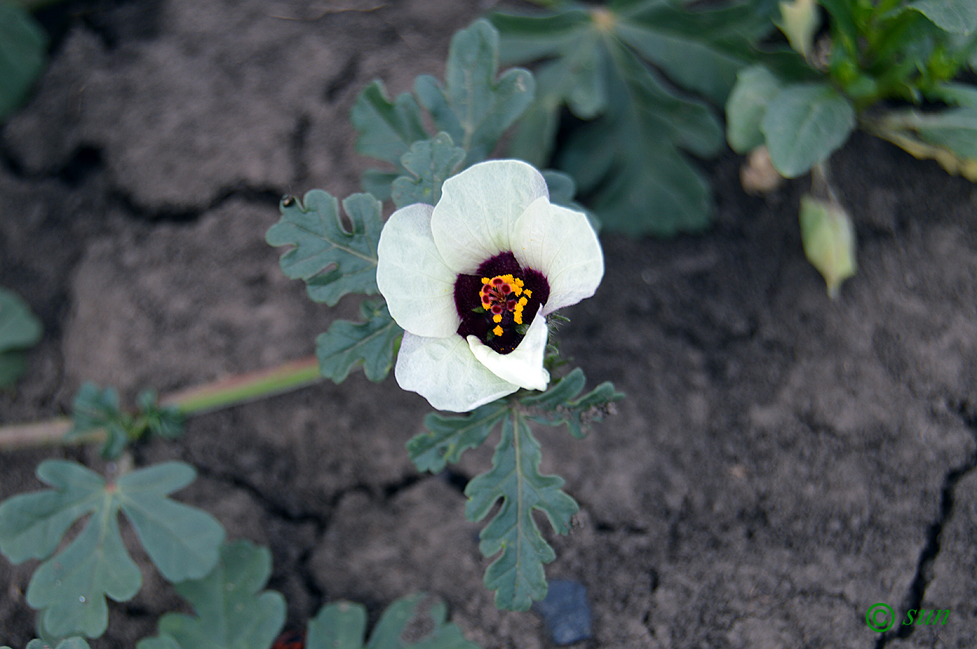 Image of Hibiscus trionum specimen.