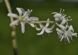 Smilacina hirta