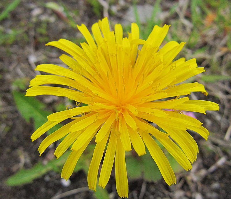 Изображение особи Taraxacum repletum.