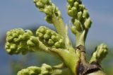 Aralia elata. Часть развивающегося соцветия. Приморский край, Владивостокский ГО, о. Клыкова, кромка широколиственного леса. 07.07.2025.
